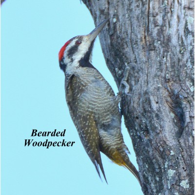 Bearded Woodpecker